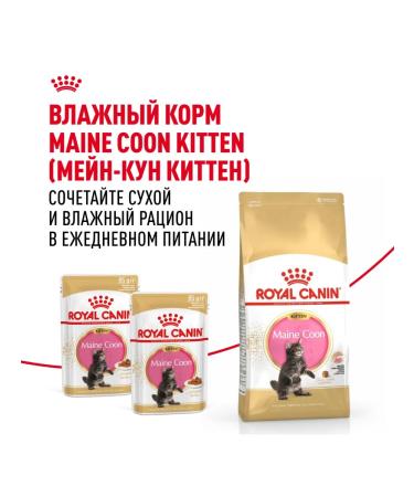ROYAL CANIN Dry food Main Coon Kitten for kittens Maine-kun 4kg x 2pcs - Buy Online on GoSupps.com