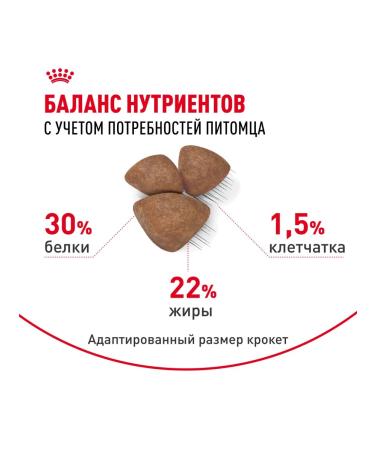 ROYAL CANIN Dry food mini Starter for puppies up to 2 months 3kg x 2pcs - Buy Online on GoSupps.com