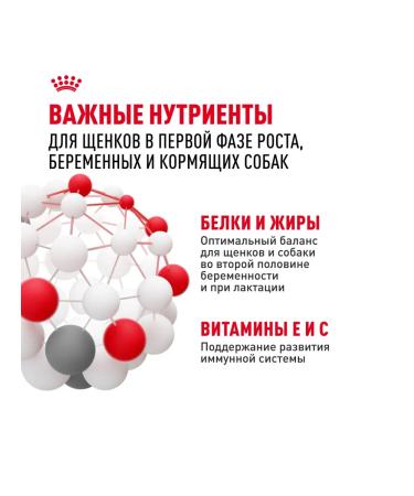 ROYAL CANIN Dry food mini Starter for puppies up to 2 months 3kg x 2pcs - Buy Online on GoSupps.com