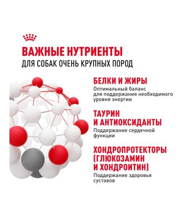 ROYAL CANIN Dry food for dogs of giant breeds 4 kg x 2 pcs - Buy Online on GoSupps.com