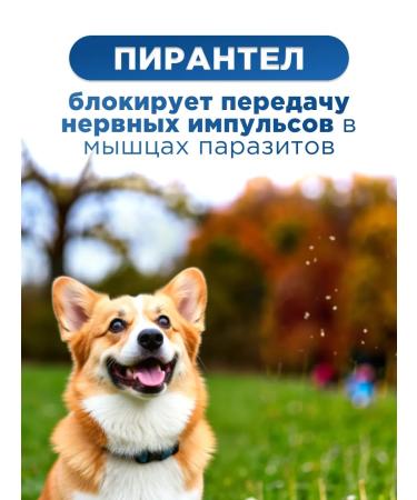 Beekeeper Suspension Fenpraz from helminths for medium dogs - Buy Online on GoSupps.com