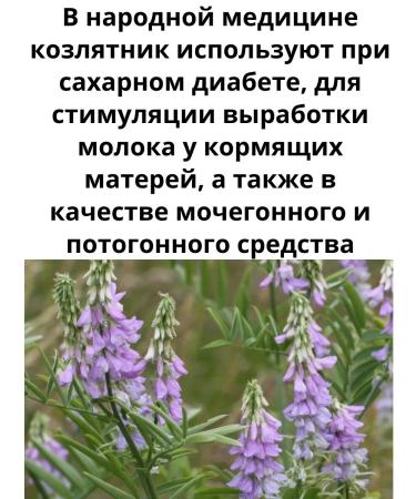 KameliaLT LLC Phytochai Kozlnik 2 - Buy Online on GoSupps.com