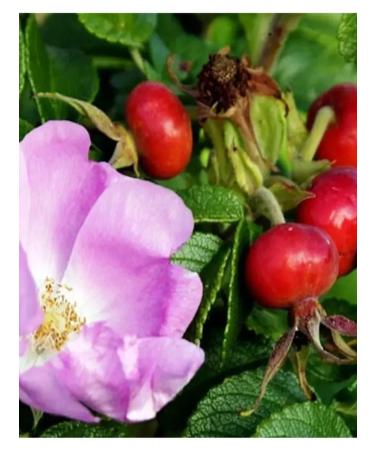 Favorite recipes Rosehip natural soluble 300 g - Buy Online on GoSupps.com