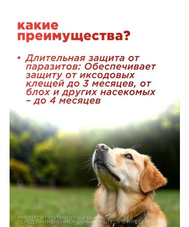 Neoterica Celandine plus a collar from fleas and ticks super 65 cm - Buy Online on GoSupps.com