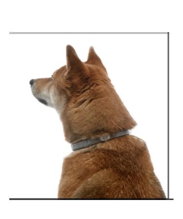 Elanco Foretest collar for dogs weighing  - Buy Online on GoSupps.com