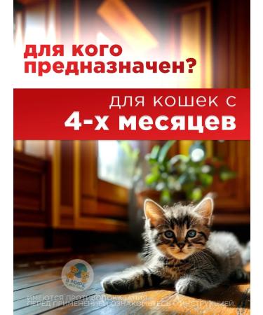 Neoterica Celandine maximum collar 40 cm purple - Buy Online on GoSupps.com