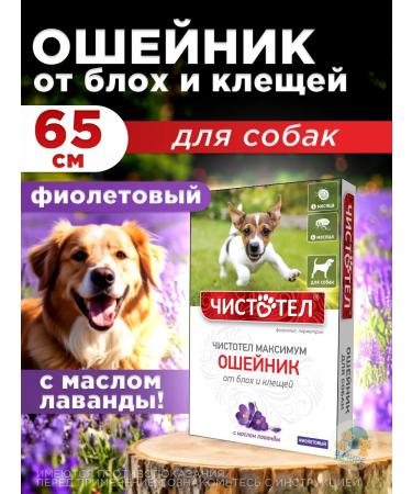 Neoterica Celandine maximum collar 65 cm purple