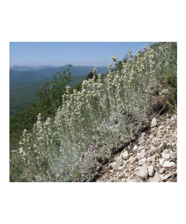 NatureLight Wormwood Gorky 50 g - Buy Online on GoSupps.com