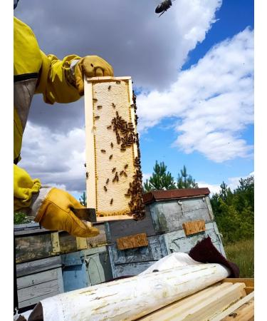 Natural linden honey 500 gr - Buy Online on GoSupps.com