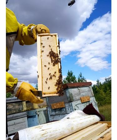 Cream-make-free cedar nuts 100 g 2 pcs - Buy Online on GoSupps.com