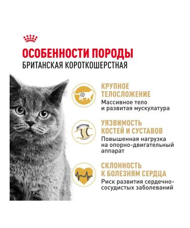 ROYAL CANIN Feed for British short -haired cats set 2+2 kg - Buy Online on GoSupps.com