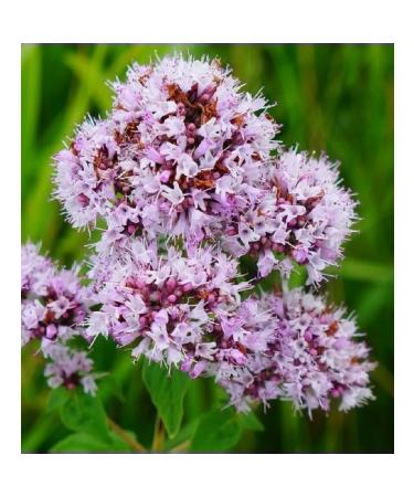 HORST Ordinary oregano 50 g - Buy Online on GoSupps.com