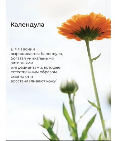 MULTIBRANDS Regenerating cream day and night with a calendula 50 ml - Buy Online on GoSupps.com