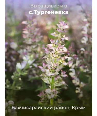 AF Turgenevskaya Hydrolat natural sage muscature 150 ml of Crimea - Buy Online on GoSupps.com