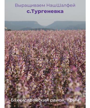 AF Turgenevskaya Hydrolat natural sage muscature 150 ml of Crimea - Buy Online on GoSupps.com