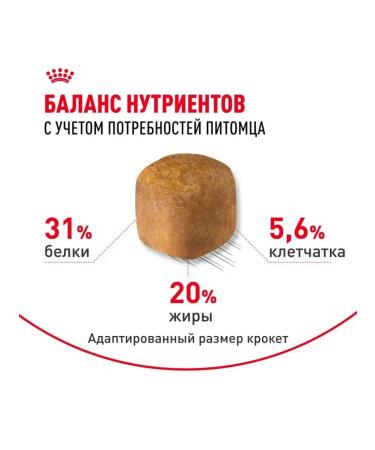 Royal Canin Dry food for mane-kun breed cats chicken - Buy Online on GoSupps.com