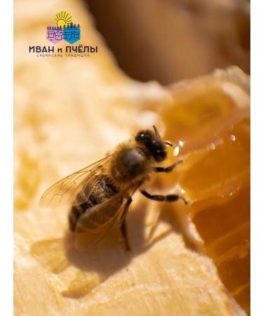 Ivan and the Bees Honey natural yellow acacia 450 g - Buy Online on GoSupps.com