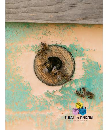 Ivan and the Bees Honey natural yellow acacia 450 g - Buy Online on GoSupps.com