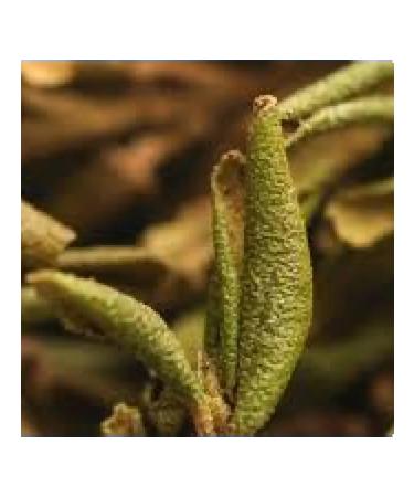 Organica Food Premium Sagan Dylya herbal green tea 50 g - Buy Online on GoSupps.com