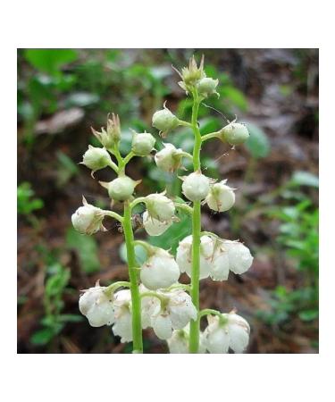 HORST Grushanka Cool -leaved grass 30 g - Buy Online on GoSupps.com