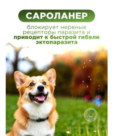 Zoetis Simrapik tablets for dogs from 20.1 to 40 kg - Buy Online on GoSupps.com