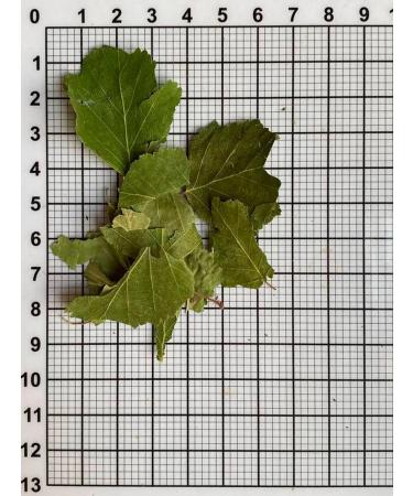 Tree of Love Birch leaves - Buy Online on GoSupps.com