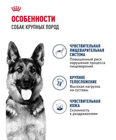 Dry feed for dogs Royal Canin of large rocks - Buy Online on GoSupps.com