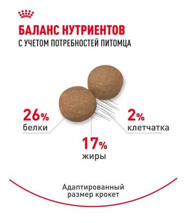 Dry feed for dogs Royal Canin of large rocks - Buy Online on GoSupps.com