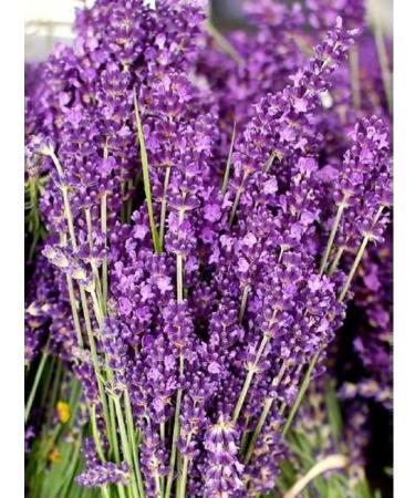 HORST Lavender spikelet flowers and grass 50 g - Buy Online on GoSupps.com