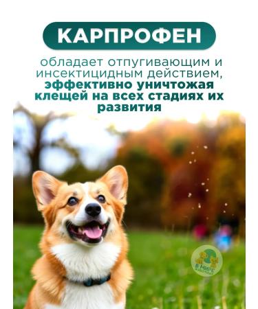 Zoetis Rimadil 5% a solution for injection for dogs 20 ml - Buy Online on GoSupps.com