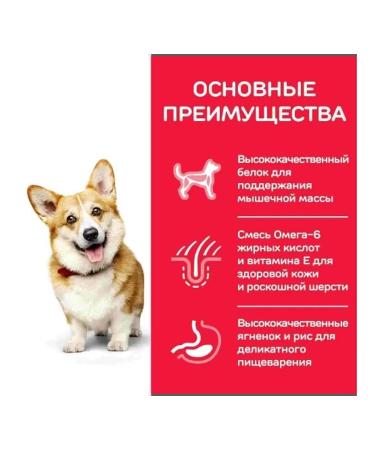 HILL'S Mini adult dry dog food 6 kg - Buy Online on GoSupps.com