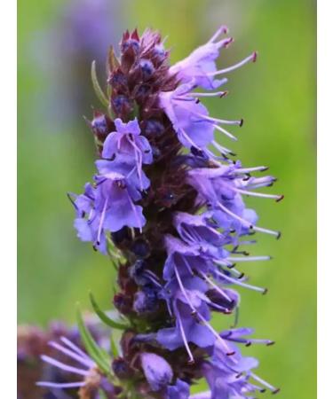 Crimean dried flowers Issop 100 grams fee 2025 Crimea