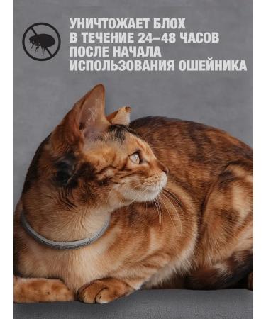 Neoterica Collar for cats from fleas and ticks 40 cm - Buy Online on GoSupps.com