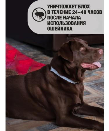 Neoterica Collar for dogs of medium breeds from fleas and ticks 65 cm - Buy Online on GoSupps.com