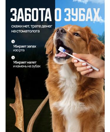Horn Dog A treat of a deer horns for dogs (m - 2 pcs) 100-120 g - Buy Online on GoSupps.com