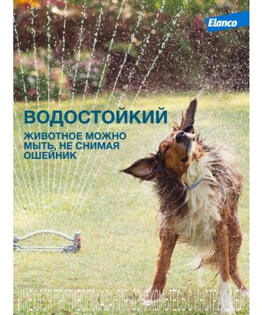 Elanco Foretrae 38 cm for dogs weighing up to 8 kg - Buy Online on GoSupps.com