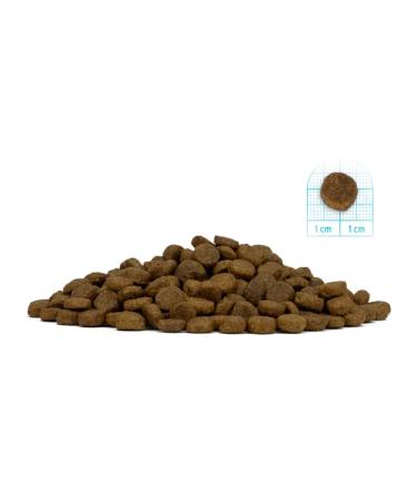 Forza10 Dry food for puppies 2 kg - Buy Online on GoSupps.com