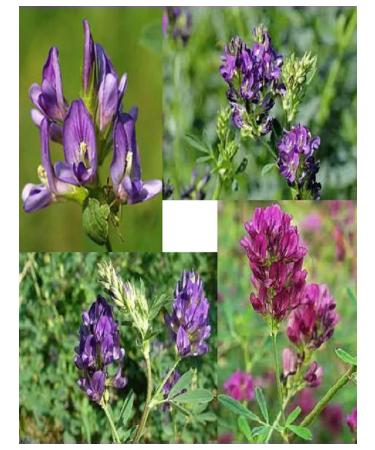 HORST Lucerne Sowing grass 50 g - Buy Online on GoSupps.com