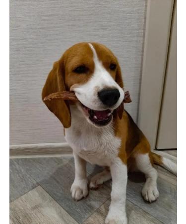 chewing dog Bull root 10 cm 3pcs of pograzha for puppies - Buy Online on GoSupps.com