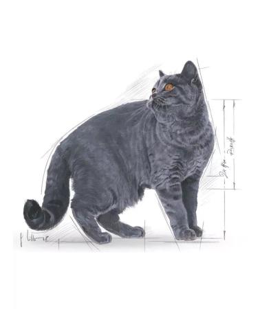 ROYAL CANIN Dry food for British cats 2kg - Buy Online on GoSupps.com