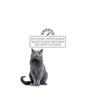 ROYAL CANIN Dry food for British cats 0.4kg - Buy Online on GoSupps.com
