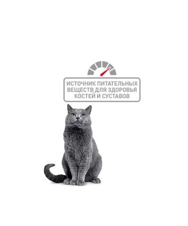 ROYAL CANIN Dry food for British cats 4 kg - Buy Online on GoSupps.com