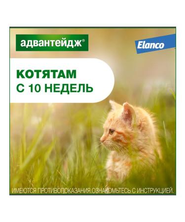 Elanco Drops Advanteid 80 k for cats more than 4 kg 1 pipette - Buy Online on GoSupps.com