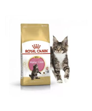 ROYAL CANIN Dry food 2 kg for kittens Maine Kun Kitten (Kitten) - Buy Online on GoSupps.com