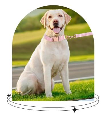 Individual set of dogs for dogs - Buy Online on GoSupps.com