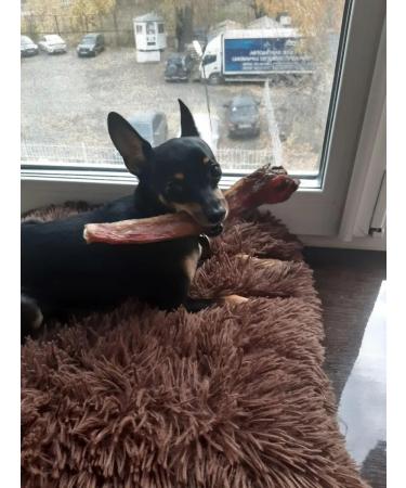 chewing dog Bull root 20cm 2pcs 100 g long -playing treat for dogs - Buy Online on GoSupps.com