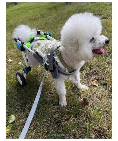 Folding wheelchair for dogs and cats - Buy Online on GoSupps.com