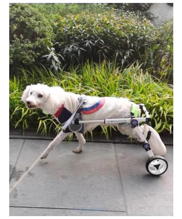 Folding wheelchair for dogs and cats - Buy Online on GoSupps.com