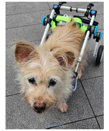 Folding wheelchair for dogs and cats - Buy Online on GoSupps.com