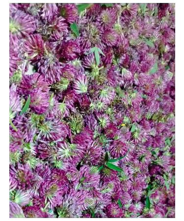 Red clover flowers dried - Buy Online on GoSupps.com